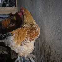 خروس برهما ۸عدد نژاد اصل|حیوانات مزرعه|چمستان, |دیوار