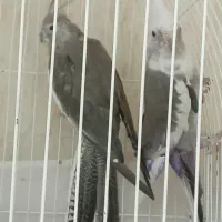 یک جفت عروس البینو مولد سالم سالم|پرنده|تبریز, |دیوار