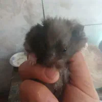 همستر|موش و خرگوش|شهرکرد, |دیوار