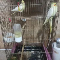 عروس هلندی با قفس|پرنده|گلبهار, شهر جدید گلبهار|دیوار