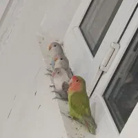 طوطی رنگ خاص