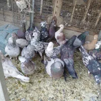 همدانی سرور|پرنده|اصفهان, ارغوانیه|دیوار