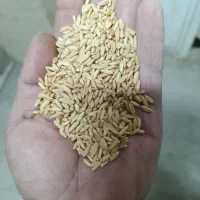 بذر گندم دییم