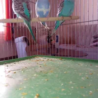 مرغ عشق دانه ای ۱۸۰هزار|پرنده|هشتگرد, فاز ۷ مهستان|دیوار