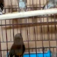 پرنده سهره|پرنده|قم, نخودی|دیوار