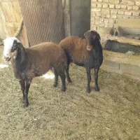گوسفند نر پروار شده