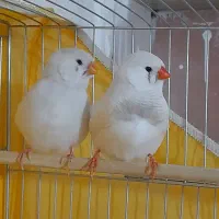 فنچ فروشی