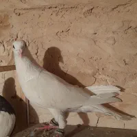 کفتر سفید آلمانی