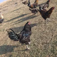 خسی،درجه یک|حیوانات مزرعه|اصفهان, شهرستان|دیوار
