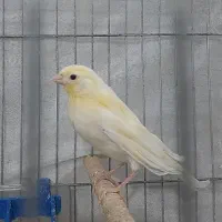 قناری|پرنده|ساوه, |دیوار