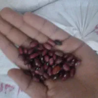 لوبیا قرمز