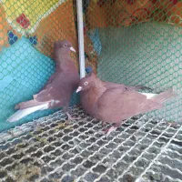 دوچفت نروماده جوان کله سیاه وسرخ دم سفید|پرنده|بهبهان, |دیوار