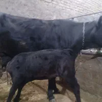 شنگول گوساله اول