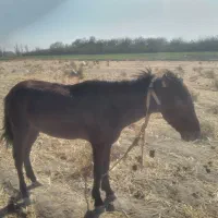 کره اسب گلگی