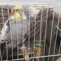 جفت عروس هلندی