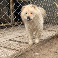 چاو چاو ماده فحل|سگ|تهران, ونک|دیوار