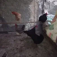 مرغ تخم کن رسمی