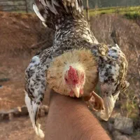 مرغ وخروس گلین