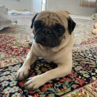 سگ نر پاگ اصیل دارم دنبال ماده میگردم