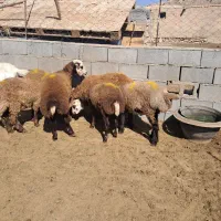 بره ماده هترو وهمو