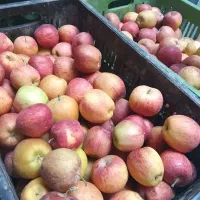 سیب و گلابی پاییزی