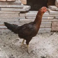 مرغ لاری