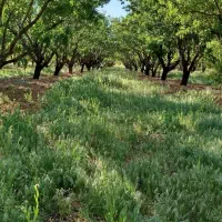 باغ-بادام-سند-دار