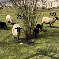 گوسفند رومانوف و هترو میش - بره - قوچ