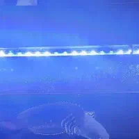 لوازم آکواریوم|ماهی|ری, دیلمان|دیوار