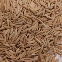 شالی دم سیاه درجه یک