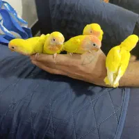 طوطی