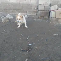 سگ پاکوتا|سگ|میاندوآب, |دیوار