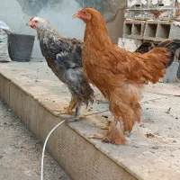 مرغ و خروس سلطان زینتی