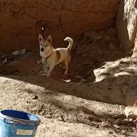 واگذاری سگ پاکوتاه جسی