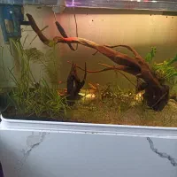 اکواریوم شرگتی