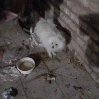 فروشی|سگ|مشهد مرغاب, |دیوار