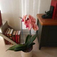 گل ارکیده  صورتی طبیعی