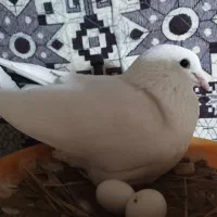 کبوتر هندی|پرنده|بوشهر, |دیوار