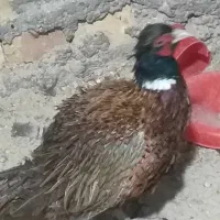 فروش|پرنده|خمینی‌شهر, |دیوار