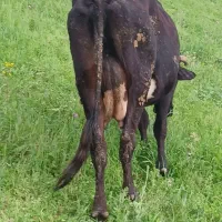 گاو|حیوانات مزرعه|گرمی, |دیوار