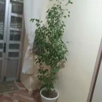 گل طبیعی بنجامین