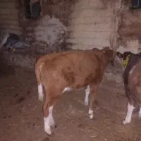 گوساله سیمنتال|حیوانات مزرعه|نظر کهریزی, |دیوار