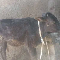 گوساله ماده