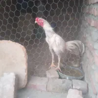 خروس لاری