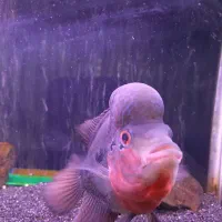 ماهی فلاور خاص و تک|ماهی|قم, شاه ابراهیم|دیوار