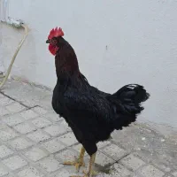 خروس ۷ ماهه جوان