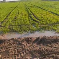 ۳۱ هکتار زمین کشاورزی جهت فروش|فروش دفتر صنعتی، کشاورزی، تجاری|دزفول, |دیوار