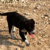 سگ سراب|سگ|قائم‌شهر, |دیوار