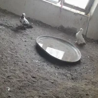 ککیلی