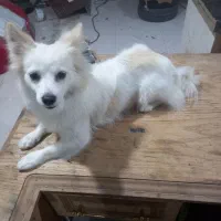 سگ پامر روباهی ناز